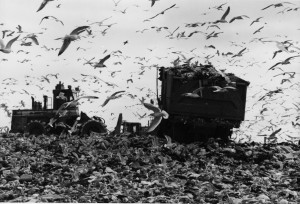 Fresh Kills Landfill