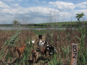 Wetland Restoration