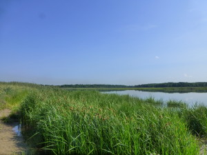 Wetland Restoration